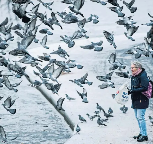  ?? Picture Andrew Cawley ?? A woman feeds the pigeons beside the pond in Glasgow’s Queen’s Park which has frozen over amid plunging temperatur­es