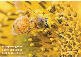  ??  ?? Honeybees gather pollen and take it back to their hives