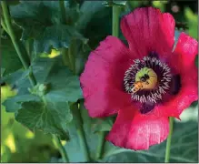  ?? Democrat-Gazette file photo ?? Envious Aussies want to “cut down the tall poppies.”