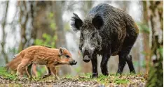  ?? Symbolfoto: Gregor Fischer, dpa ?? Wildschwei­ne richten auf den Feldern der Landwirte immer wieder große Schäden an.