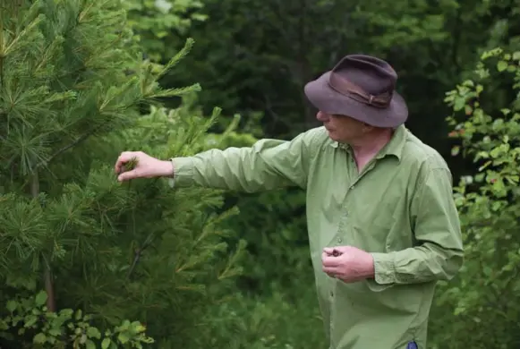  ?? NICK KOZAK FOR THE TORONTO STAR ?? Michael Stadtlande­r inspects new growth on a pine tree at Eigensinn Farm in Singhampto­n, Ont.