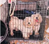  ??  ?? CRAMPED Two dogs found locked into a crate