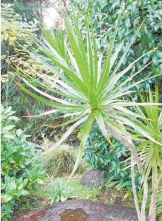  ?? ?? This Dracaena marginata has done well outside in a shady spot with indirect light.