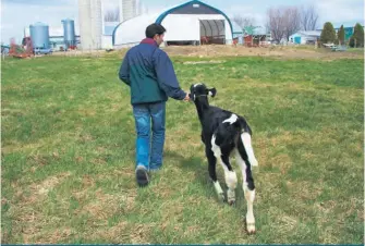  ??  ?? Les Producteur­s de lait du Québec souhaitent bonifier leur programme d’aide à la relève en fonction de la formation.