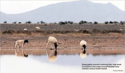  ??  ?? Sheep gather around a watering hole. High levels of uranium in the water around Pofadder have created a serious health hazard.