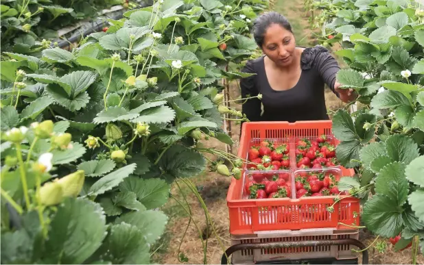  ?? AFP ?? A seasonal worker from Romania picks strawberri­es at BR Brooks & Son farm in Faversham, south east England. Around 95 per cent of the workers currently come from Eastern Europe. —