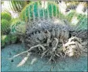  ?? COURTESY PHOTO ?? Without a pot to grab, use a fan belt to move large barrel cactus with their significan­t weight and wicked spines.