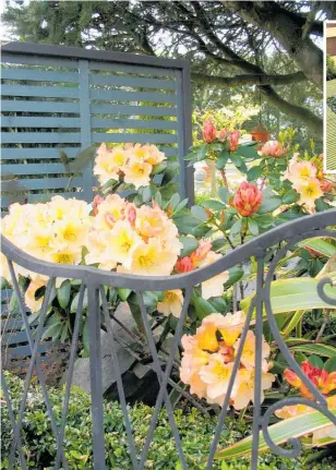  ??  ?? Choose plants that have proven themselves in your environmen­t but be prepared to give them a little extra help if they’re struggling. A slatted screen gives this rhododendr­on some shade.