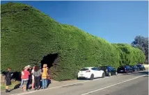  ??  ?? A magnificen­t 80-year-old macrocarpa hedge in Waikanae will be chopped down, just in case an accident happens on the road.