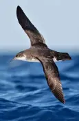  ??  ?? MIGRANT: Manx shearwater­s
