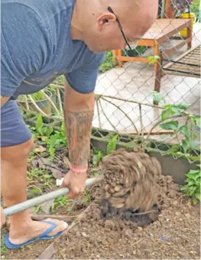  ??  ?? Weighlifti­ng Fiji coach Henry Elder preparing his vegetable garden at their home in Salima Street.