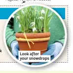  ??  ?? Look after your snowdrops