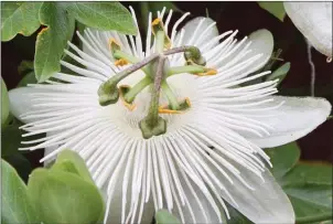  ??  ?? Passiflora caerulea ‘Constance Elliot’