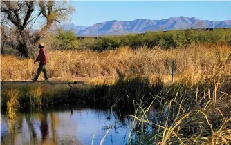  ?? AP Photo/Matt York ?? Myles Traphagen, Borderland­s Program Coordinato­r for Wildlands Network, walks through a marsh area as the top of a newly erected border wall cuts through the San Bernardino National Wildlife Refuge Dec. 8 in Douglas, Ariz.