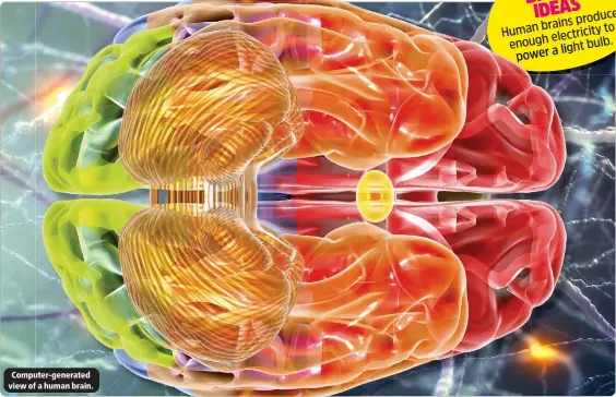  ?? ?? Computer-generated view of a human brain.
BRIGHT produce brains
Human electricit­y to enough light bulb. power a