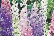  ??  ?? J. 6 Delphinium­s Mixed £8.99 (Code I438)