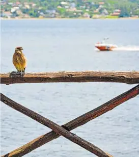  ?? (SEBASTIÁN PACHECO) ?? Parador Costa Azul. Animales, un espectácul­o aparte.