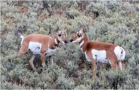  ??  ?? Pronghorn antelope hang out near a hiking trail in Yellowston­e.