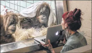  ?? CONTRIBUTE­D BY WILHELMA ZOO ?? Female orangutans Conny and Sinta watch videos of potential mates at the Wilhelma Zoo in Stuttgart, Germany, in 2016.