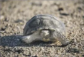  ?? Irfan Khan Los Angeles Times ?? A MOJAVE DESERT tortoise at the Desert Tortoise Research Natural Area in California City. The 40-square-mile preserve was establishe­d by Congress in 1980.