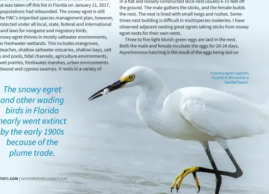  ??  ?? A snowy egret captures its prey in the surf on a Sanibel beach.