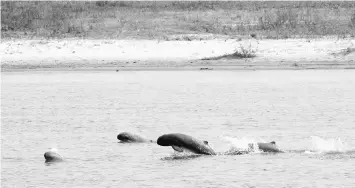  ??  ?? This handout from the Wildlife Conservati­on Society taken on Mar 3, 2015 and released on Nov 23, 2016 shows Irrawaddy dolphins swimming in the Irrawaddy river near Mandalay.