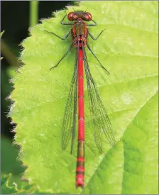  ??  ?? The Large Red Damselfly is the only red damselfly found in Ireland and is flying at present.