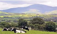  ?? FOTO: S. CLARK/TOURISM IRELAND ?? Im Hintergrun­d der Mt. Leinster, im Vordergrun­d Kühe – unterwegs zeigt sich Irland von seiner schönsten Seite.