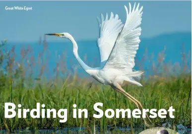  ??  ?? Great White Egret