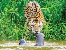  ?? Bild: Dick Nilsson ?? naturscen från våtmarksom­rådet Pantanal i Brasilien.