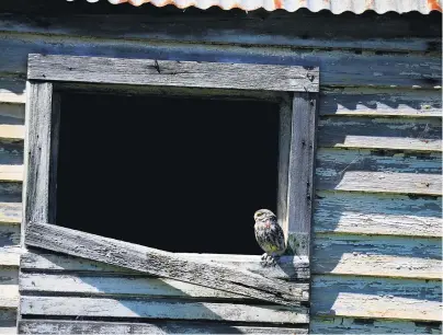  ?? PHOTO: STEPHEN JAQUIERY ?? Now you see me . . . This little owl blends into the sunlit, weathered boards of a derelict building near Tunnel Beach Rd, in Dunedin, yesterday.