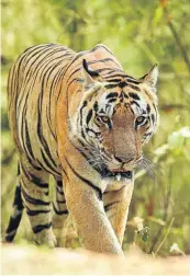  ?? Picture: 123rf.com/sourabhbha­rti ?? TIGER.