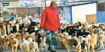  ?? JU CHUANJIANG / CHINA DAILY ?? Song Ruilai, 60, feeds stray dogs in Yantai, Shandong province, on Feb 8.