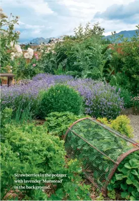  ??  ?? Strawberri­es in the potager with lavender ‘Munstead’ in the background.