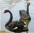  ?? Archivfoto: dpa ?? Trauerschw­äne sind sehr treu. Im Schlosspar­k Fantaisie schwimmt nun ein verwitwete­s Tier.