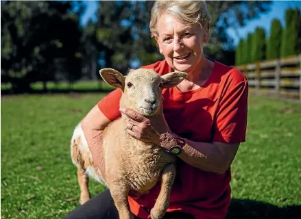  ?? DAVID UNWIN/STUFF ?? One of Faye Hutchinson’s sheep gave birth to a caramel-coloured lamb called Maamalade.