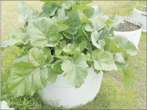  ?? Courtesy photo ?? Collard greens is one example of a vegetable that can be grown in a portable container. Because they require minimum space and are highly adaptable to a variety of settings, plants grown in containers can be great options for senior citizens, school classes or youth clubs.