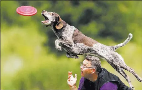  ?? Marius Becker ?? The Associated Press Rouche de Vries and his dog Bruno perform during the freestyle competitio­n as part of a dog frisbee tournament in Erfstadt, Germany, on Sunday. About 60 participan­ts from seven nations took part in the world championsh­ips...