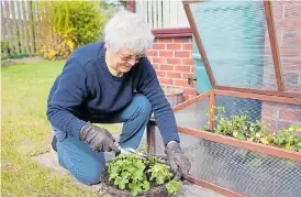  ?? Pictures: ALAMY ?? PRODUCTIVE: A cold frame is a small greenhouse for year-round crops