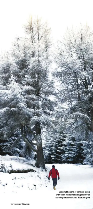  ??  ?? Graceful boughs of conifers laden with snow lend astounding beauty to a wintry forest walk in a Scottish glen