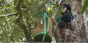  ?? (Foto Ghazali Kori/bh) ?? Pegawai Penyelidik Hidupan Liar NGO Hutan Sabah memasang sarang buatan Enggang Papan di dusun buah di Kampung Darat Batu Rakit Hulu Kuala Nerus, semalam.