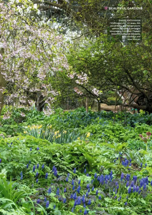  ??  ?? SWEET SUCCESSION Cultivated over 40 years, this sea of bulbs and foliage plants unfolds beneath a canopy of blossoming fruit trees. Flowers shown include pink bergenia, gold narcissus and blue muscari