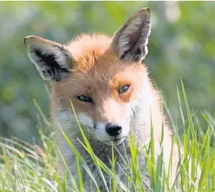  ??  ?? The fox has establishe­d itself in urban areas