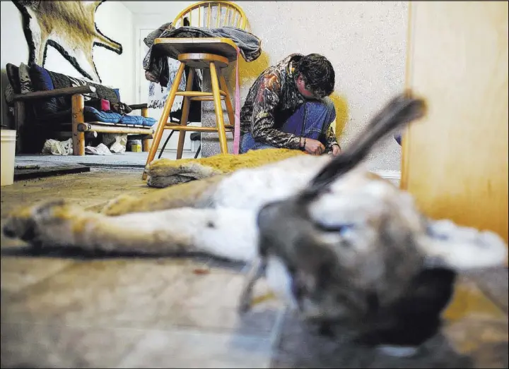  ??  ?? Letha Roberson skins a mountain lion she and a group of friends killed on Jan. 18 at Roberson’s home in the Big Smoky Valley in Nye County.