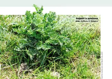  ??  ?? Ragwort is poisonous even before it flflowers