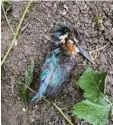  ?? Fotos: Werner Sauter ?? Der gleiche Vogel liegt am Donnerstag tot auf dem Boden.