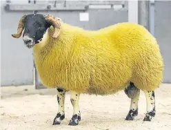  ??  ?? The top price of £18,000 was paid for this ram lamb from the Baillie family’s Calla flock.