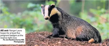  ??  ?? All sett Ranger Laura hopes for at least five pregnant badgers at the reserve right now Pic: Jon Hawkins/surrey Hills
Photograph­y)