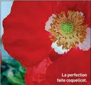  ??  ?? La perfection faite coquelicot.