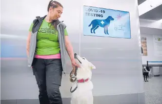  ?? AFP ?? En los aeropuerto­s de Finlandia ya se usan perros entrenados para detección del coronaviru­s.